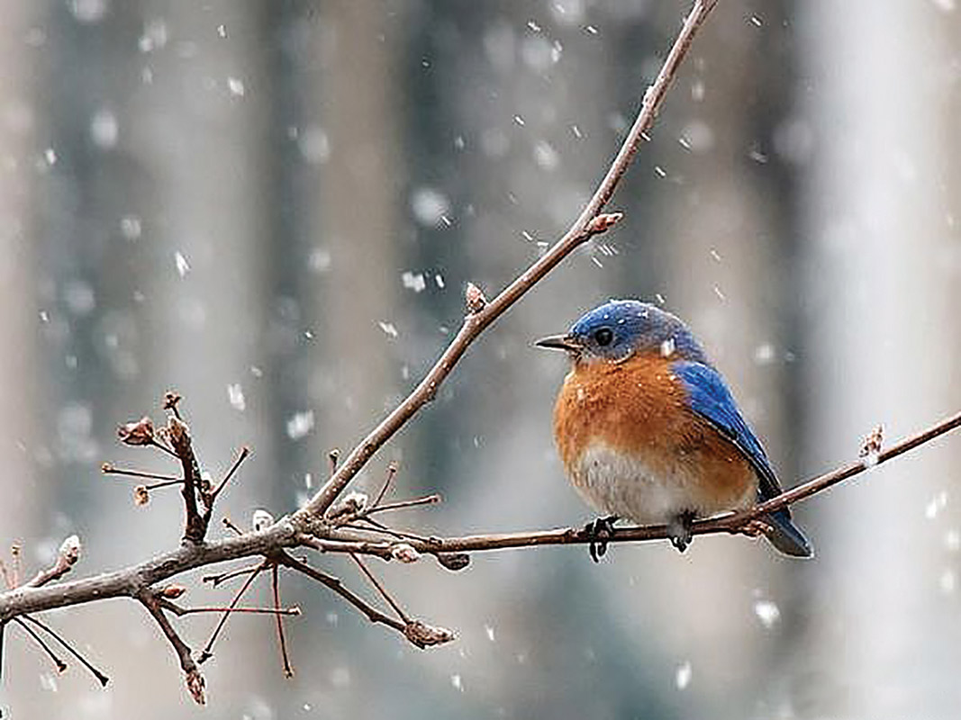 The Pawing Garden Club: Feeding Birds in the Garden