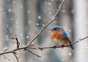 The Pawing Garden Club: Feeding Birds in the Garden